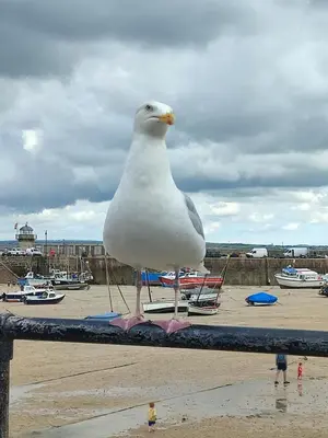 a seagull standing on a fence at the beach at Cheerful Fisherman,s Cottage in St Ives