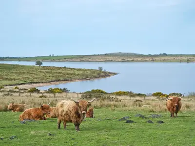 a herd of cattle grazing in a field next to a lake at The Hurlers in Saint Cleer