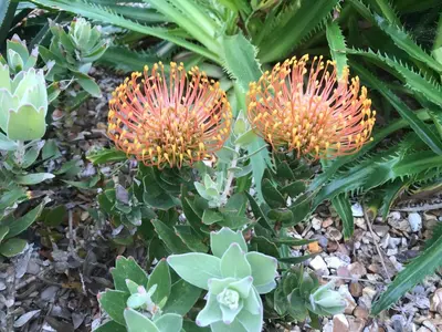 two orange flowers on a plant with green leaves at Puffin. Comfortable Annexe Central Falmouth in Falmouth
