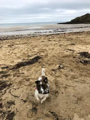a dog running on the beach at Puffin. Comfortable Annexe Central Falmouth in Falmouth