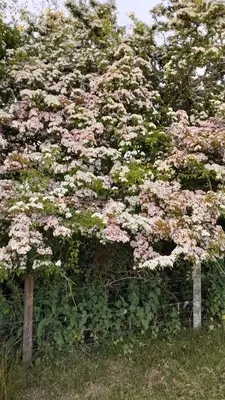 a flowering tree with pink flowers on a fence at Cornish Skies Glamping in Pool