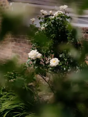 a bush of white flowers in a garden at Enchanted Rose Garden House in Falmouth