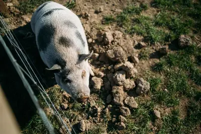 a pig standing in the grass in the dirt at Macdonald's Farm in Saint Ervan