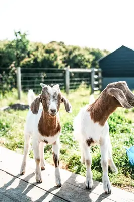 two goats standing next to each other at Macdonald's Farm in Saint Ervan