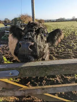 a cow sticking its head over a fence at West Moor View Apartment in Launceston
