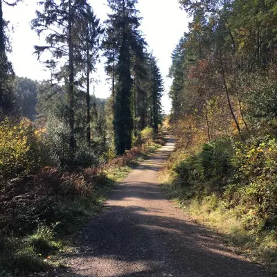 a dirt road in the middle of a forest at Romantic, secluded cottage in Cardinham Woods, Cornwall in Cardinham