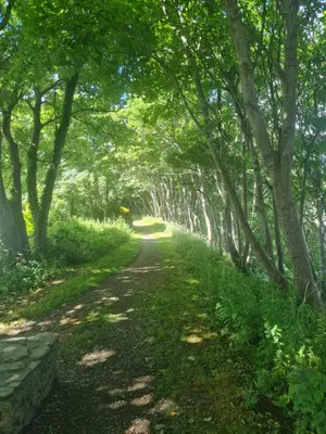 a path through a forest with trees on either side at The Annexe at Tenniside in Perranporth