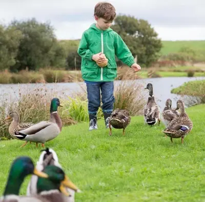 a young boy standing in front of a group of ducks at Fistral hot tub house for 8 on Retallack Resort in Newquay