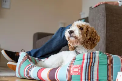 a dog sitting on a pillow next to a person at Fistral hot tub house for 8 on Retallack Resort in Newquay