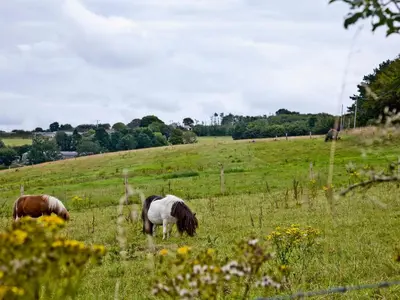 two horses grazing in a field of grass at Granary - Uk31175 in Saint Martin