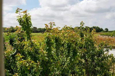 a tree in a field next to a body of water at Deerpark, Guest House in Padstow