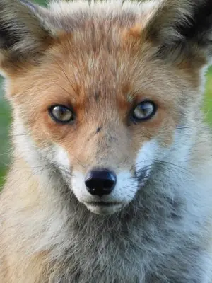 a close up of a fox face with at Stunning views & sunrises from Sally Saracen in St Ives