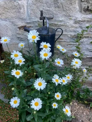 a bunch of daisies in a pot with a watering can at Bissick Old Mill in Truro