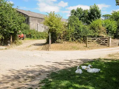 three ducks laying in the grass near a fence at Shepherds Hut in Lostwithiel