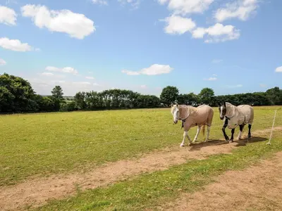 two horses walking on a dirt road in a field at Shepherds Hut in Lostwithiel