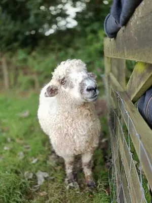 a white sheep standing next to a fence at The Lambing Shed, Cornwall in Altarnun