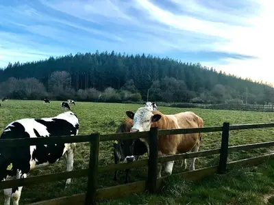a group of cows standing in a field behind a fence at Roosters Retreat in Launceston