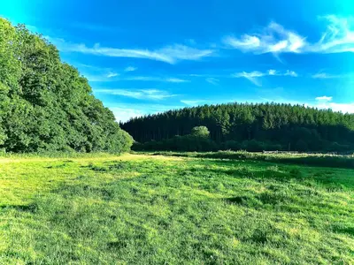 a field with grass and trees in the background at Roosters Retreat in Launceston