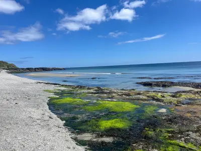 a beach with green algae on the shore at Cosycot in Gorran Haven