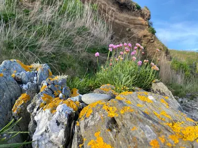 a pile of rocks with flowers on top of them at Sea Spirit - Sweeping Sea Views first floor spacious modern apartment in Looe- with FREE parking! in Looe
