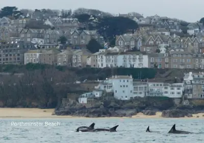 three dolphins in the water in front of a city at Karibu - Boutique Cottage with Parking - Short walk to Beach in St Ives
