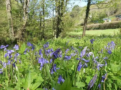 a field of purple flowers with trees in the background at Kiberick Cottage at Crackington Haven, near Bude and Boscastle, Cornwall in Bude