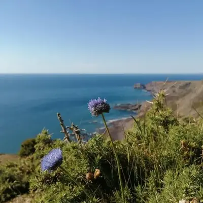 Kiberick Cottage at Crackington Haven