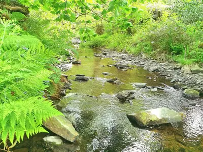 a stream of water with rocks in a forest at Parada Cottage at Crackington Haven, near Bude and Boscastle, Cornwall in Bude