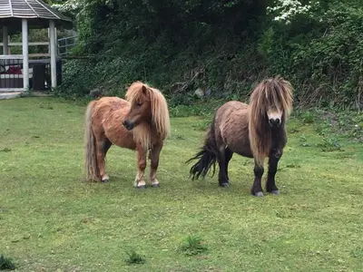 two horses with long hair standing in a field at Bay View Cottage in St Austell
