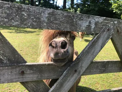 a horse sticking its head through a wooden fence at Bay View Cottage in St Austell
