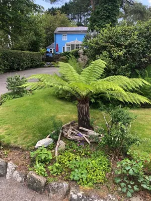 a plant in a yard with a house in the background at Bay View Cottage in St Austell