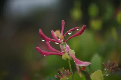 a pink flower with water droplets on it at Luxury Shepherd's Hut on Meadow with Outdoor Bath in Mid Cornwall in Truro
