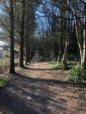 a dirt road with trees on either side at Mawgan Stays Mawgan Porth in Mawgan Porth