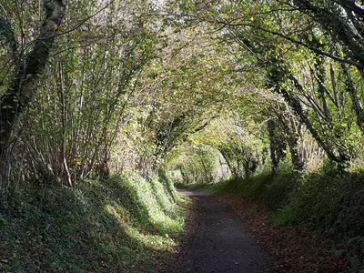 a path through a tunnel of trees on a trail at The Mews in Bodmin