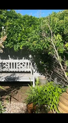 a white bench in a garden with plants at Acuba in Falmouth