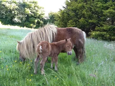 a horse and a baby pony standing in a field at Cosy cabin for two in Truro