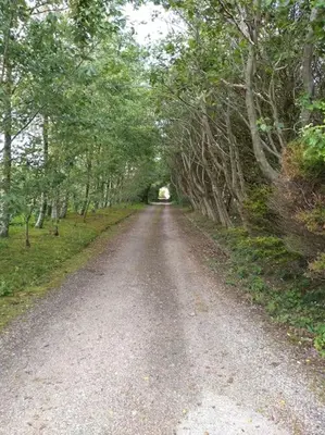 a dirt road with trees on either side at Cosy cabin for two in Truro