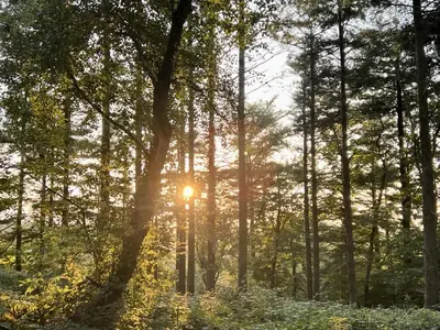 a forest with the sun shining through the trees at The Kingswood in St Austell