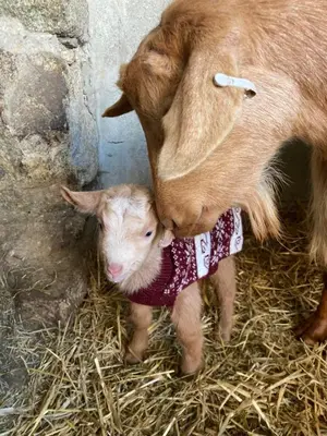 a mother goat is kissing a baby lamb at Higher Trenear Farm B&B in Helston