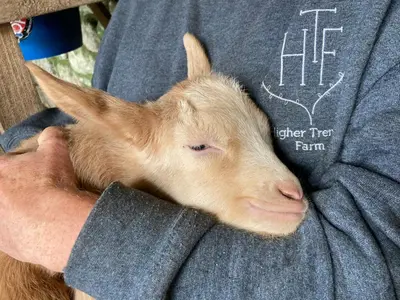 a person holding a baby goat in their lap at Higher Trenear Farm B&B in Helston