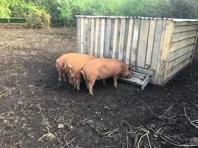 three pigs standing next to a wooden fence at Higher Trenear Farm B&B in Helston