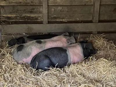 two cows laying in hay in a barn at Higher Trenear Farm B&B in Helston