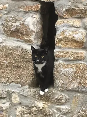 a black and white cat sitting in a stone wall at Higher Trenear Farm B&B in Helston