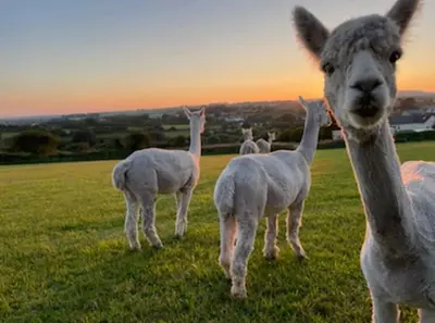 a group of llamas standing in a field at WildView Cosy Glamping with Outdoor Bath and stunning scenery in Helston