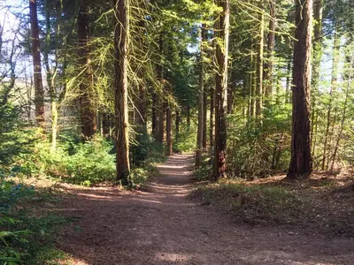 a dirt trail in a forest with trees at High View in Truro