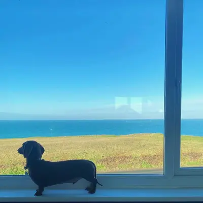 a dog sitting in a window looking out at the ocean at 18 Coastline apartment in Newquay