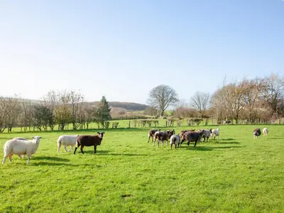 a herd of sheep grazing in a field of grass at The Tabernacle-Uk41753 in Lanreath