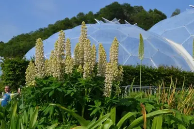 a garden with white flowers in front of a dome at Luxury Home on Maenporth Estate Next to the Beach in Falmouth