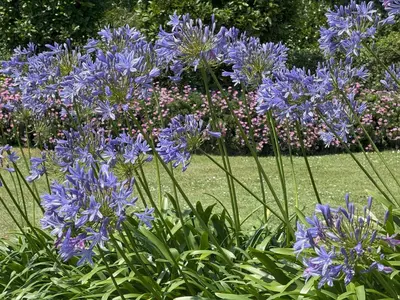 a bunch of purple flowers in a garden at Gwel Teg, 30 Egerton Road in Padstow