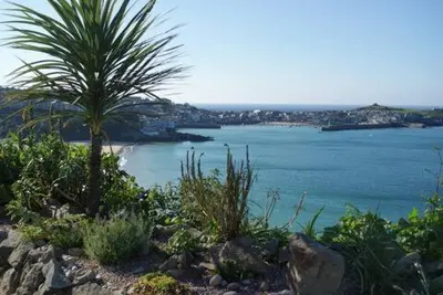 a palm tree on a hill next to a body of water at Grey Mullet Guest House in St Ives